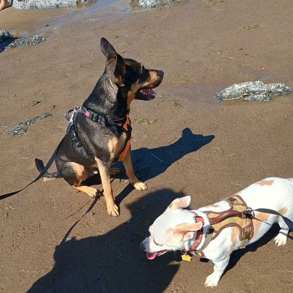 🏖️🌞🐕 Texas's Beach Day - Picture 10 of 16